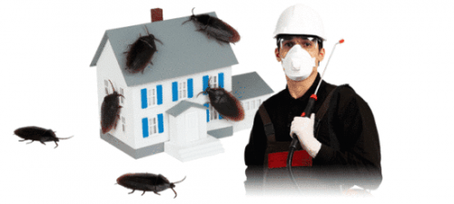 شركات مكافحة الحشرات ابوظبي