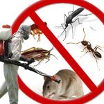 مكافحة حشرات ابوظبي